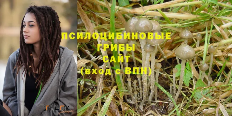 Псилоцибиновые грибы Psilocybine cubensis  Крымск 